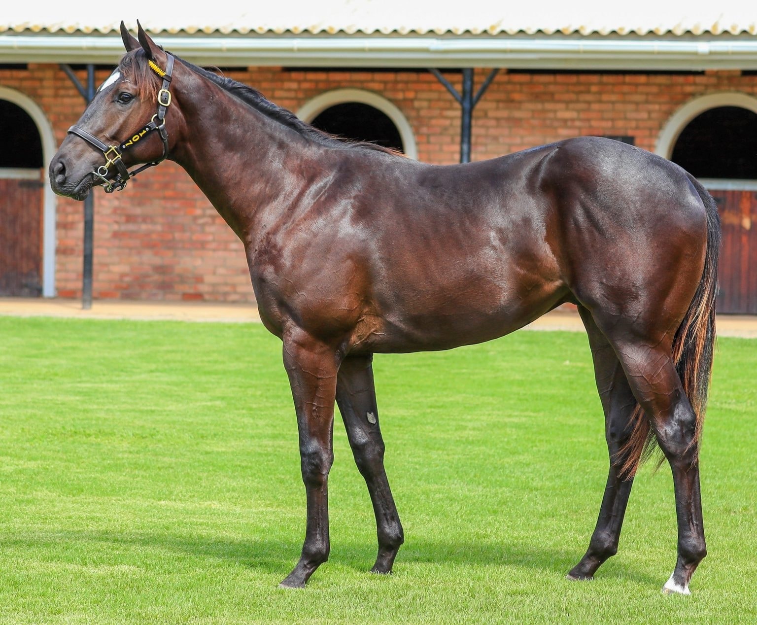 Gee Gees Racing stable visit